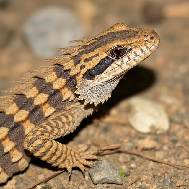 Armadillo Girdled Lizard (Ouroborus cataphractus) | KÜRE Ansiklopedi