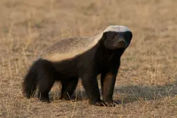 Honey Badger (Mellivora capensis) | KÜRE Encyclopedia