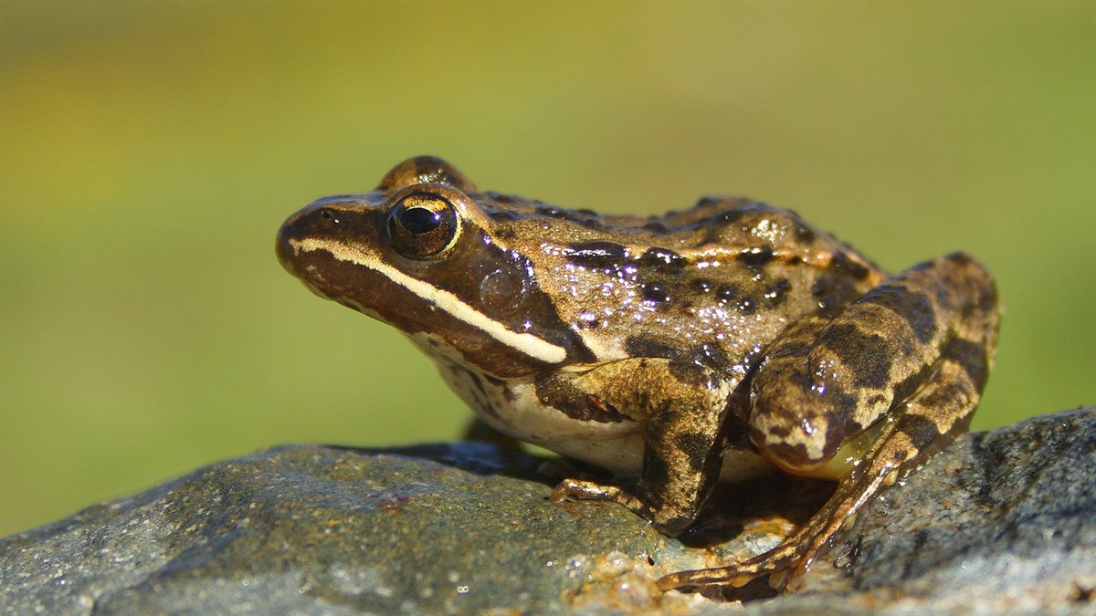 Toros Frog Taurus Frog (Rana holtzi) | KÜRE Encyclopedia