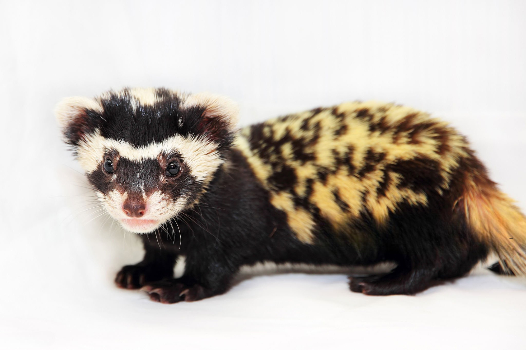 Alaca Sansar (Vormela peregusna) | KÜRE Encyclopedia