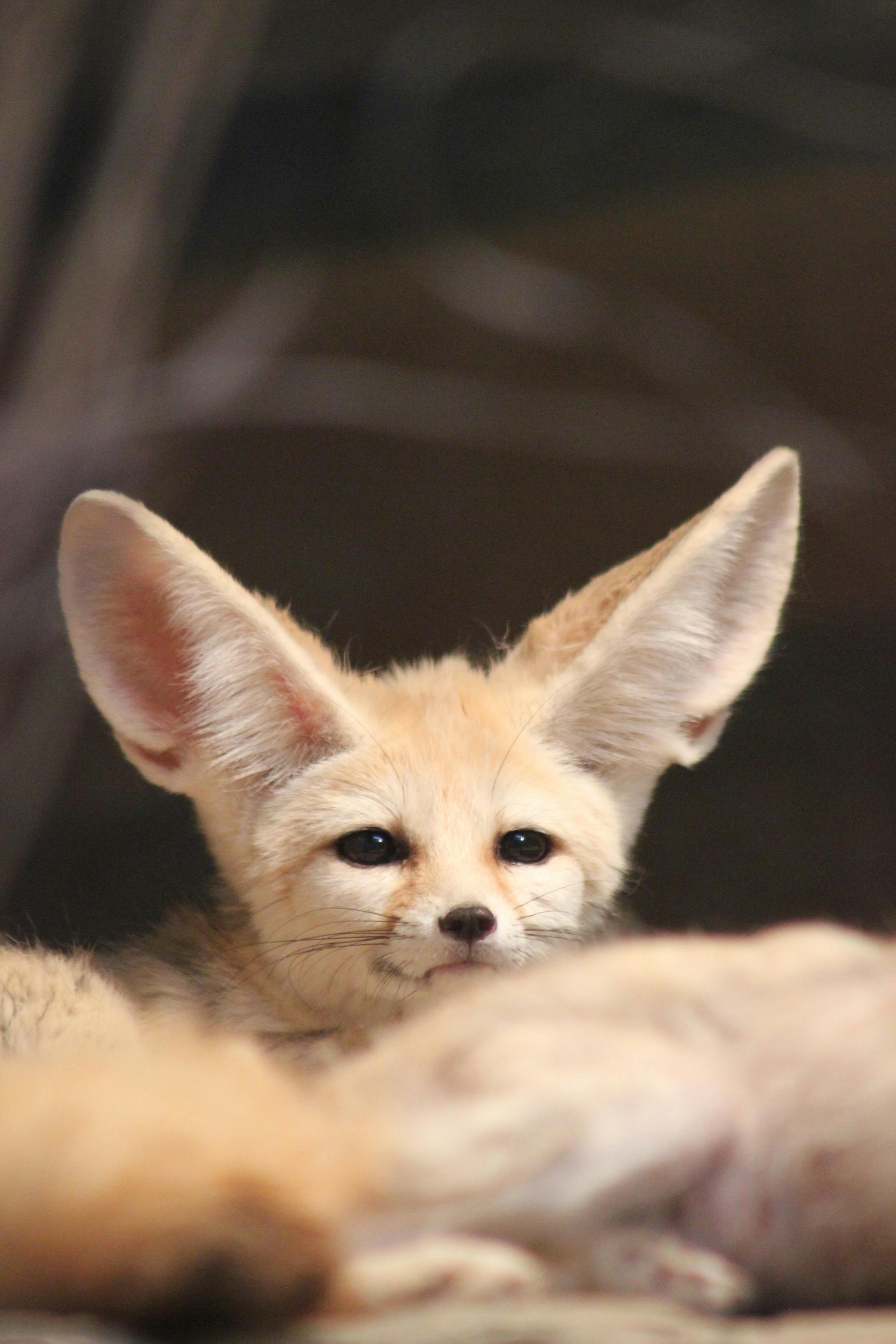 Fennec Fox (Vulpes zerda) | KÜRE Encyclopedia
