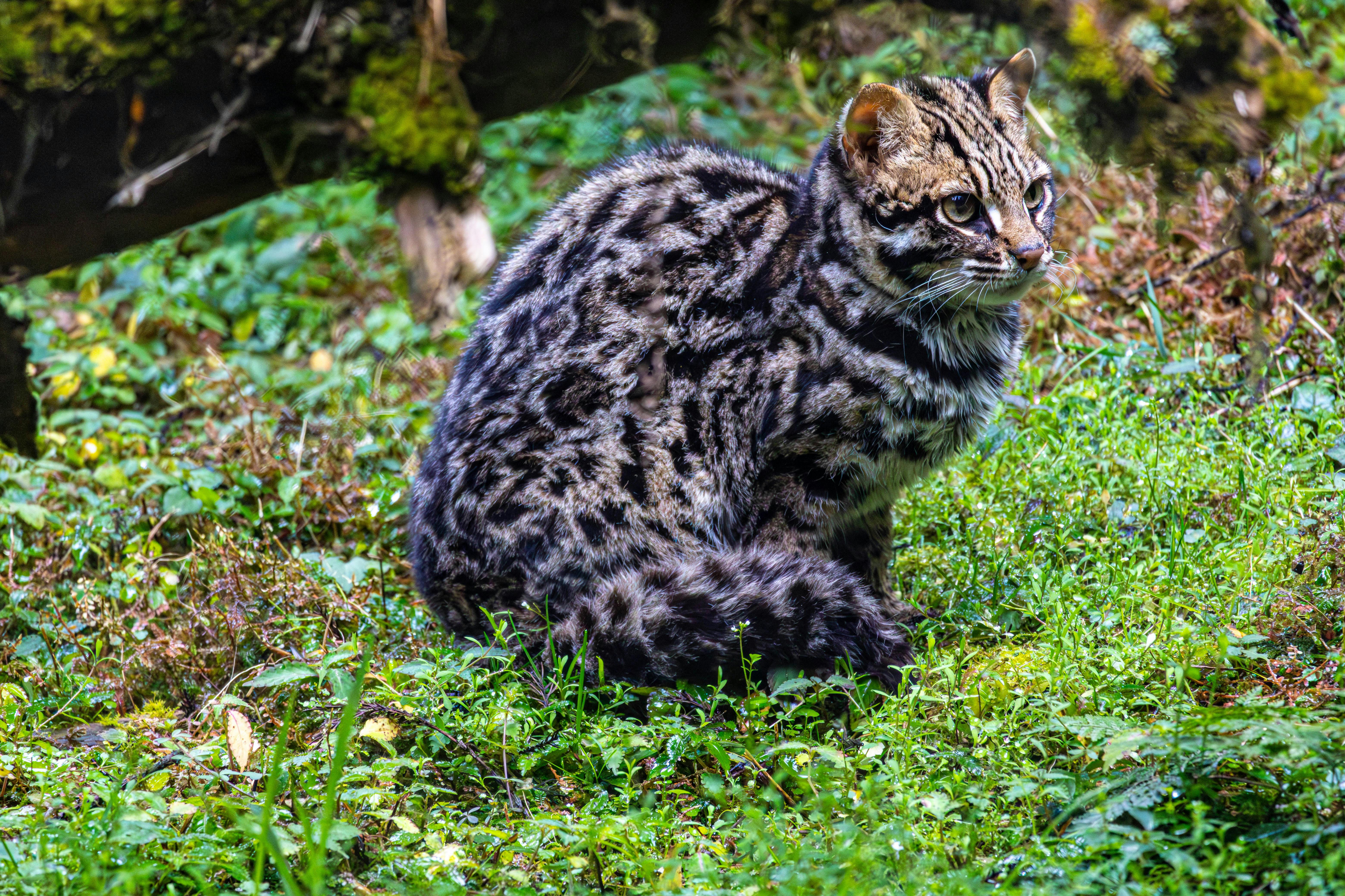 Rusty-Spotted Cat (Prionailurus rubiginosus) | KÜRE Encyclopedia