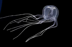 Tripealida Tripedalia Maipoensis | KÜRE Encyclopedia