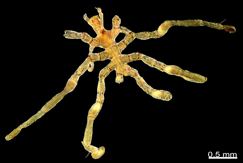 Pycogonid Sea Spider (Pycnogonida) | KÜRE Encyclopedia