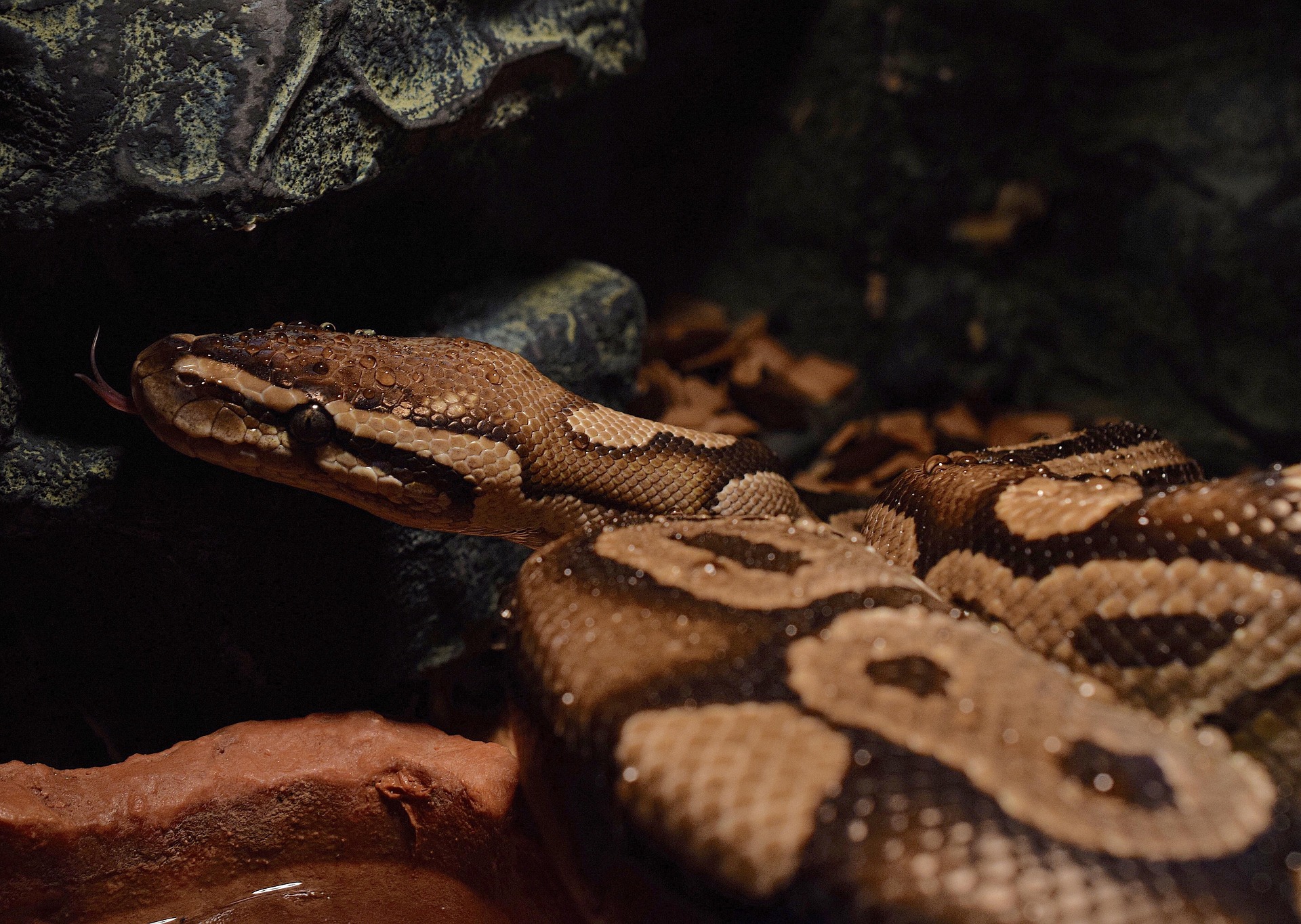Royal Python (Python regius) | KÜRE Encyclopedia