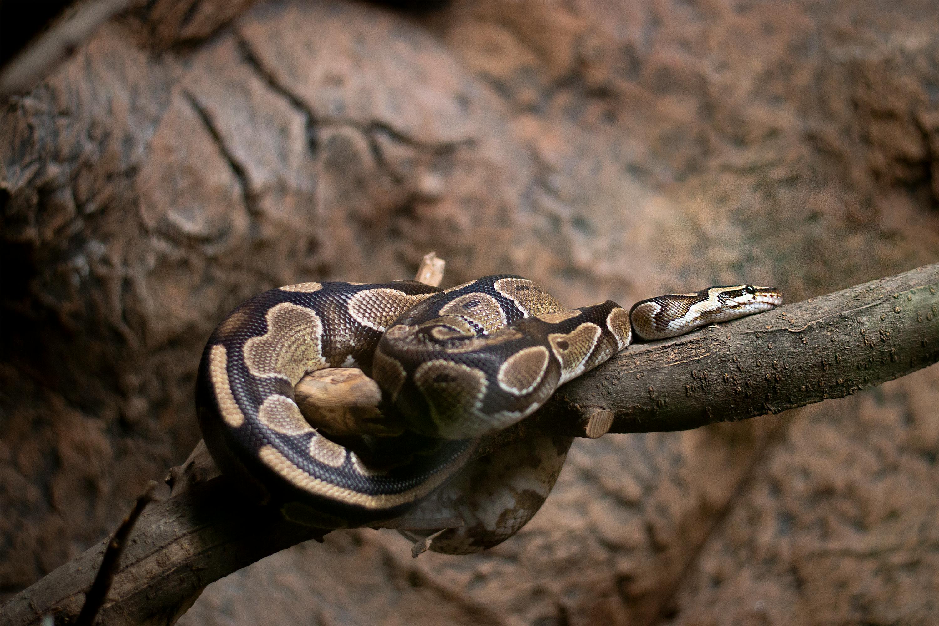 Royal Python (Python regius) | KÜRE Encyclopedia