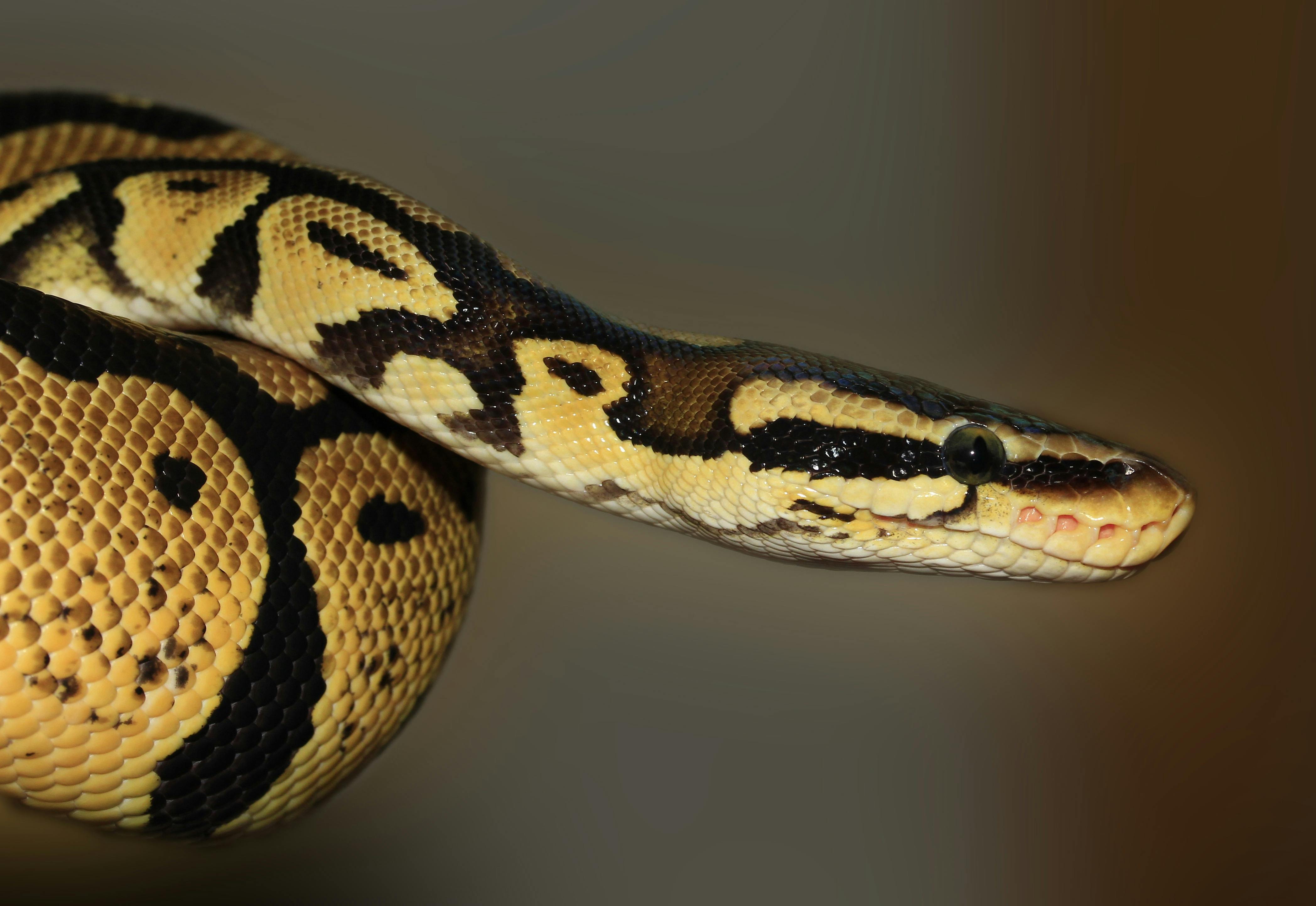Royal Python (Python regius) | KÜRE Encyclopedia