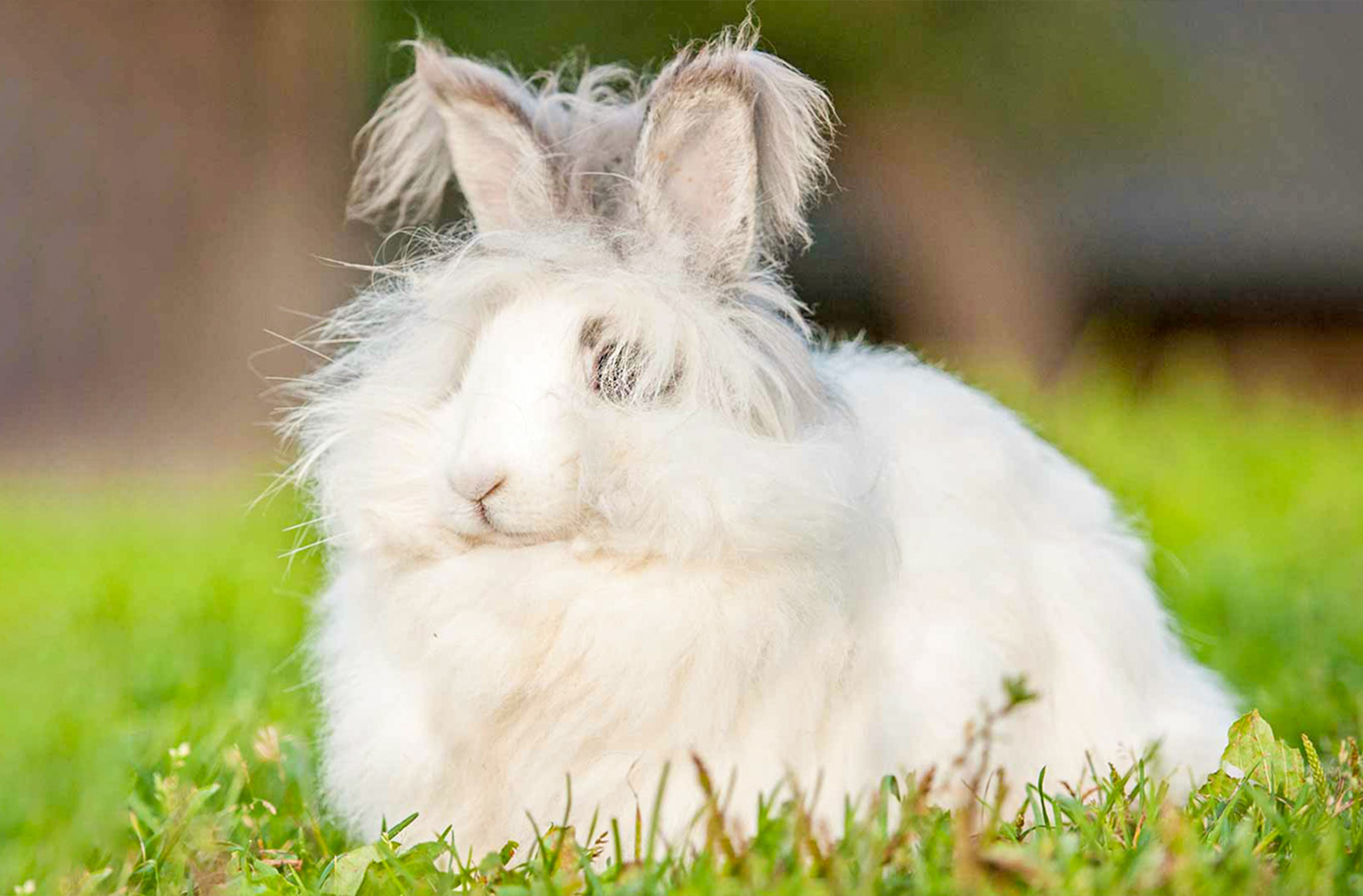 Ankara (Angora) Rabbit | KÜRE Encyclopedia
